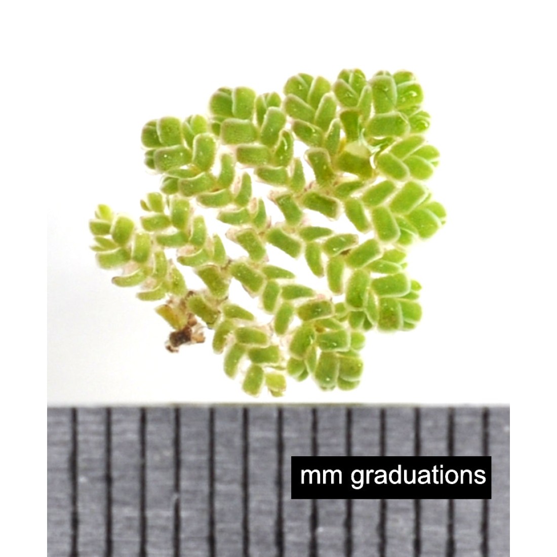Aquatic Mosquitofern (Azolla pinnata) as Propagation Material
