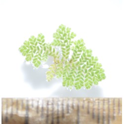 Aquatic Mosquitofern (Azolla pinnata)