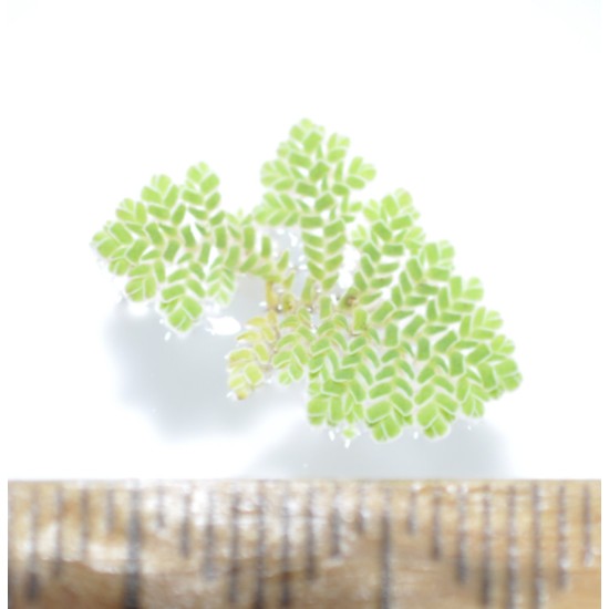 Aquatic Mosquitofern (Azolla pinnata) as Propagation Material