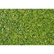 Common Duckweed (Lemna minor) as Propagation Material