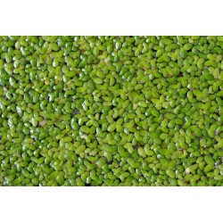 Common Duckweed (Lemna minor)