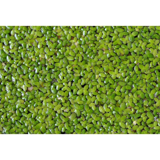 Common Duckweed (Lemna minor)