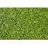Common Duckweed (Lemna minor)