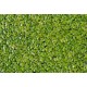 Common Duckweed (Lemna minor)