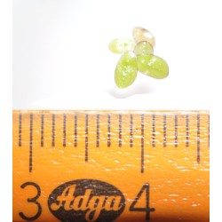 Common Duckweed (Lemna minor)