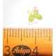 Common Duckweed (Lemna minor)