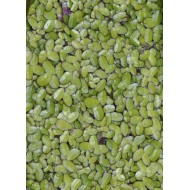 Common Duckweed (Lemna minor) as Propagation Material