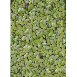 Common Duckweed (Lemna minor) in Rectangular Takeaway Container