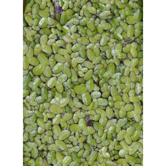 Common Duckweed (Lemna minor) as Propagation Material