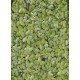 MIX: Aquatic Mosquitofern (Azolla pinnata) and Common Duckweed (Lemna minor)