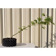 Bonsai Starter: Green-leaf Japanese Maple (Acer palmatum 'Aoyagi'/unknown) in 4.1 L Air-Pot Container