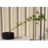 Bonsai Starter: Green-leaf Japanese Maple (Acer palmatum 'Aoyagi'/unknown) in 4.1 L Air-Pot Container