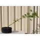 Bonsai Starter: Green-leaf Japanese Maple (Acer palmatum 'Aoyagi'/unknown) in 4.1 L Air-Pot Container Bonsai Starter: Green-leaf Japanese Maple (Acer palmatum 'Aoyagi'/unknown) in 4.1 L Air-Pot Container