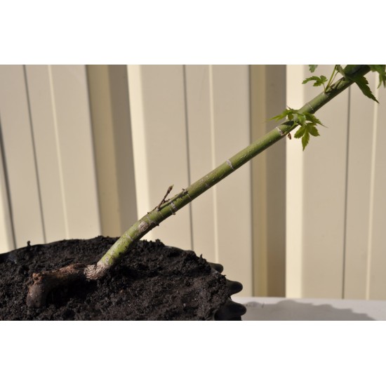 Bonsai Starter: Green-leaf Japanese Maple (Acer palmatum 'Aoyagi'/unknown) in 4.1 L Air-Pot Container Bonsai Starter: Green-leaf Japanese Maple (Acer palmatum 'Aoyagi'/unknown) in 4.1 L Air-Pot Container