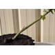 Bonsai Starter: Green-leaf Japanese Maple (Acer palmatum 'Aoyagi'/unknown) in 4.1 L Air-Pot Container Bonsai Starter: Green-leaf Japanese Maple (Acer palmatum 'Aoyagi'/unknown) in 4.1 L Air-Pot Container