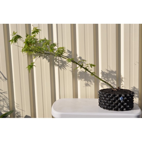 Bonsai Starter: Green-leaf Japanese Maple (Acer palmatum 'Aoyagi'/unknown) in 4.1 L Air-Pot Container Bonsai Starter: Green-leaf Japanese Maple (Acer palmatum 'Aoyagi'/unknown) in 4.1 L Air-Pot Container