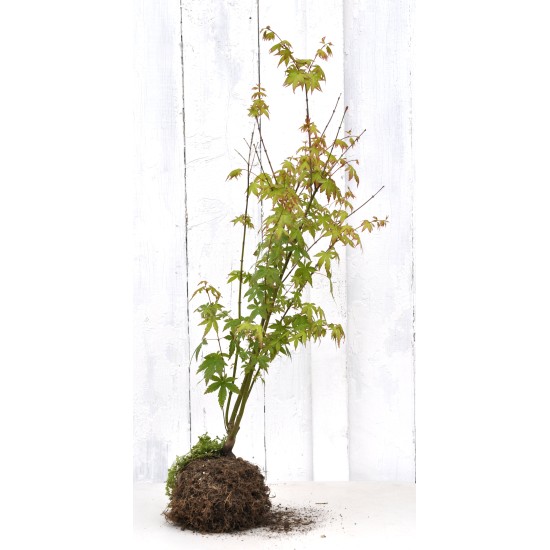 Bonsai or Landscape Potential: Green-leaf Japanese Maple 1 (Acer palmatum) in 3 L Air-Pot