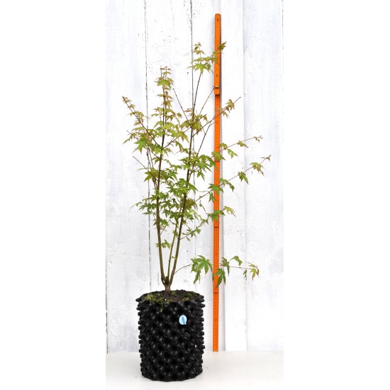 Bonsai or Landscape Potential: Green-leaf Japanese Maple 1 (Acer palmatum) in 3 L Air-Pot