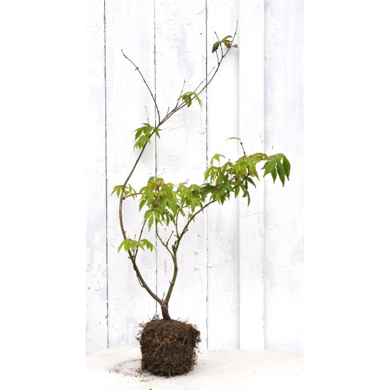 Bonsai or Landscape Potential: Green-leaf Japanese Maple 2 (Acer palmatum) in 3 L Air-Pot