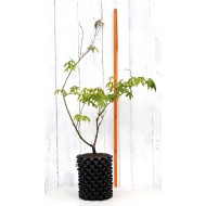 Bonsai or Landscape Potential: Green-leaf Japanese Maple 2 (Acer palmatum) in 3 L Air-Pot