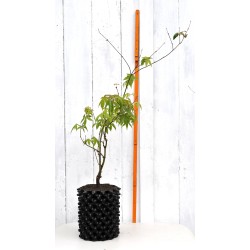 Bonsai or Landscape Potential: Green-leaf Japanese Maple 2 (Acer palmatum) in 3 L Air-Pot