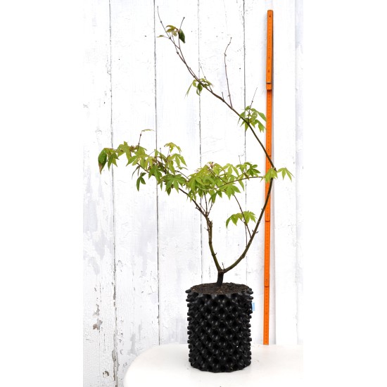 Bonsai or Landscape Potential: Green-leaf Japanese Maple 2 (Acer palmatum) in 3 L Air-Pot