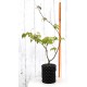 Bonsai or Landscape Potential: Green-leaf Japanese Maple 2 (Acer palmatum) in 3 L Air-Pot