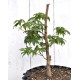 Bonsai Potential: Green-leaf Japanese Maple 3 (Acer palmatum) in 9 L Air-Pot Container