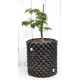 Bonsai Potential: Green-leaf Japanese Maple 3 (Acer palmatum) in 9 L Air-Pot Container