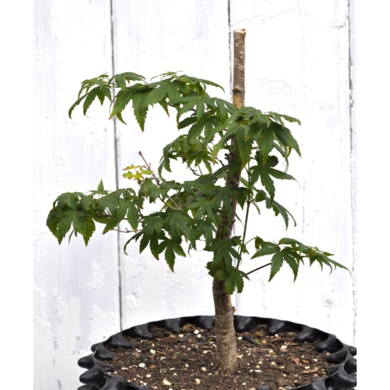 Bonsai Potential: Green-leaf Japanese Maple 3 (Acer palmatum) in 9 L Air-Pot Container