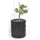 Bonsai Potential: Green-leaf Japanese Maple 3 (Acer palmatum) in 9 L Air-Pot Container