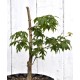 Bonsai Potential: Green-leaf Japanese Maple 3 (Acer palmatum) in 9 L Air-Pot Container