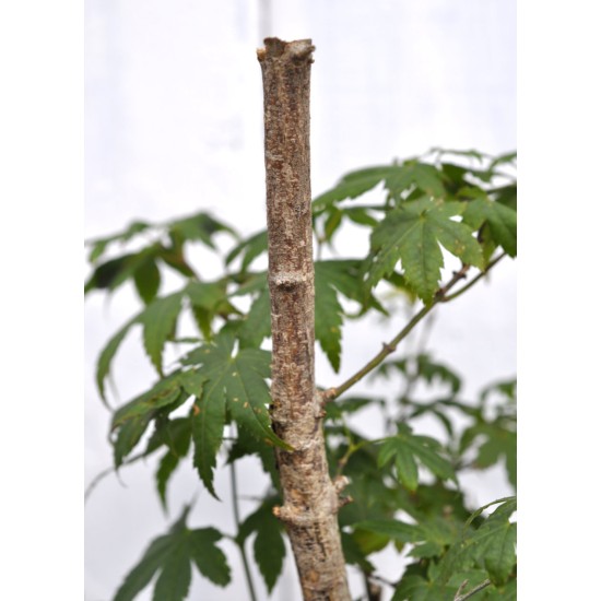 Bonsai Potential: Green-leaf Japanese Maple 3 (Acer palmatum) in 9 L Air-Pot Container