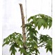 Bonsai Potential: Green-leaf Japanese Maple 3 (Acer palmatum) in 9 L Air-Pot Container