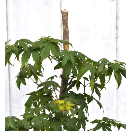 Bonsai Potential: Green-leaf Japanese Maple 3 (Acer palmatum) in 9 L Air-Pot Container