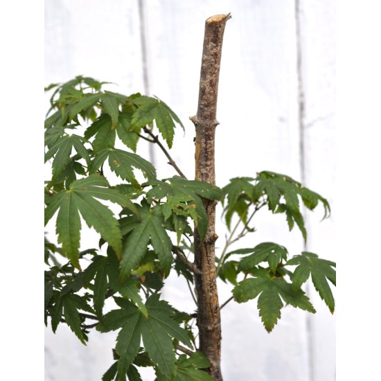 Bonsai Potential: Green-leaf Japanese Maple 3 (Acer palmatum) in 9 L Air-Pot Container