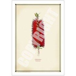010 Bottlebrush (Callistemon) - 5″ × 7″ Blank Greeting Card With Envelope