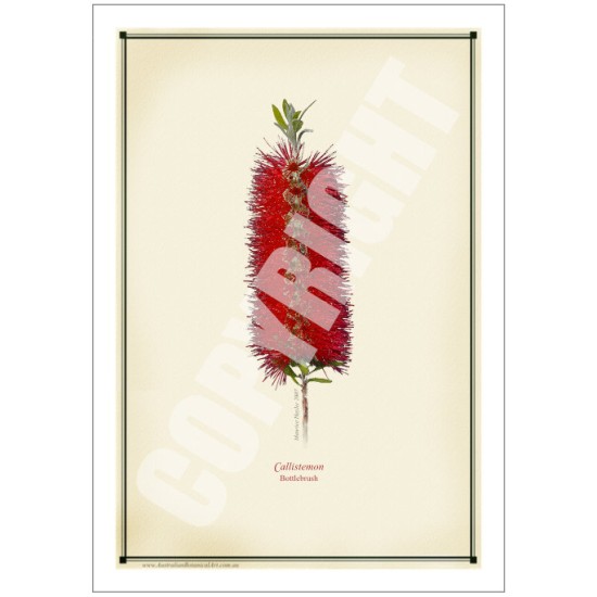 010 Bottlebrush (Callistemon) - 5″ × 7″ Blank Greeting Card With Envelope