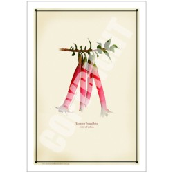 060 Native Fuchsia (Epacris longiflora) - 5″ × 7″ Blank Greeting Card With Envelope