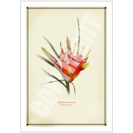 095 Mountain Devil (Lambertia formosa) - 5″ × 7″ Blank Greeting Card With Envelope