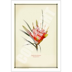 095 Mountain Devil (Lambertia formosa) - 5″ × 7″ Blank Greeting Card With Envelope
