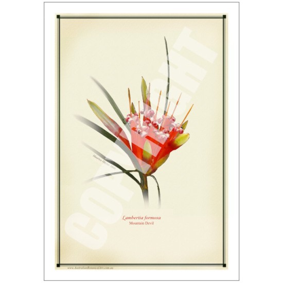 095 Mountain Devil (Lambertia formosa) - 5″ × 7″ Blank Greeting Card With Envelope