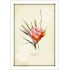 095 Mountain Devil (Lambertia formosa) - 5″ × 7″ Blank Greeting Card With Envelope