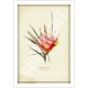 095 Mountain Devil (Lambertia formosa) - 5″ × 7″ Blank Greeting Card With Envelope