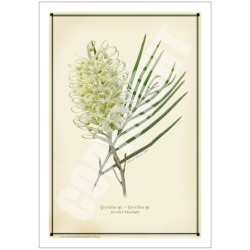 112 Grevillea 'Moonlight' - 5″ × 7″ Blank Greeting Card With Envelope