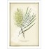 112 Grevillea 'Moonlight' - 5″ × 7″ Blank Greeting Card With Envelope