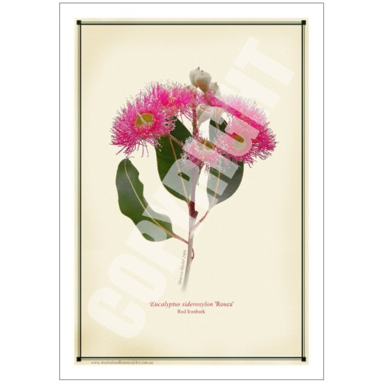 121 Red Ironbark (Eucalyptus sideroxylon 'Rosea') - 5″ × 7″ Blank Greeting Card With Envelope