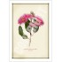 121 Red Ironbark (Eucalyptus sideroxylon 'Rosea') - 5″ × 7″ Blank Greeting Card With Envelope