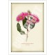 121 Red Ironbark (Eucalyptus sideroxylon 'Rosea') - 5″ × 7″ Blank Greeting Card With Envelope
