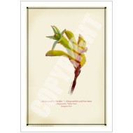 133 Kangaroo Paw (Anigozanthos 'Yellow Gem') - 5″ × 7″ Blank Greeting Card With Envelope